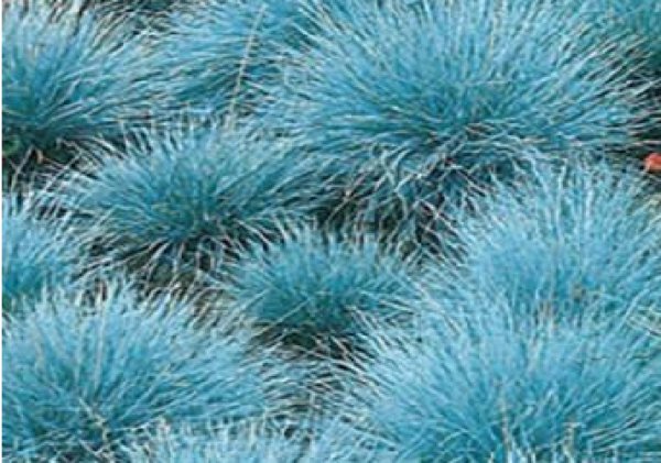 Super Seeds Fcue Glauca Blue Grass For Gardens 200 Pcs