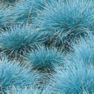 Super Seeds Fcue Glauca Blue Grass For Gardens 200 Pcs