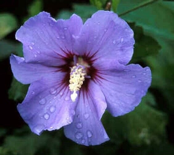 Super Seeds Syrian Blue Syrian Hibiscus 30 Pcs