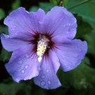 Super Seeds Syrian Blue Syrian Hibiscus 30 Pcs