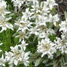 Super Seeds Leontopodium Alpinum Edelweiss Flor Alpina Preciosa 50 Semillas Pcs
