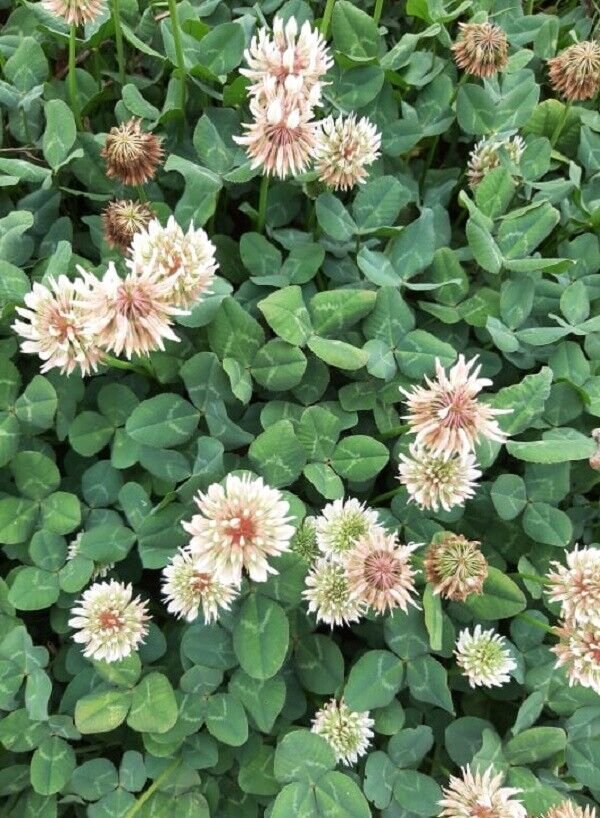 Super Seeds Green Manure White Clover Huia Trifolium Repens 10gr Pcs