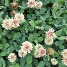 Super Seeds Green Manure White Clover Huia Trifolium Repens 10gr Pcs