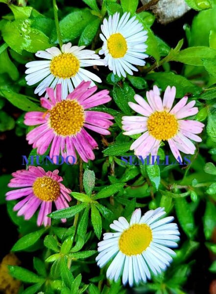 Super Seeds Mexican Daisy Erigeron Karvinskianus 50 Pcs Great For Rock