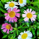 Super Seeds Mexican Daisy Erigeron Karvinskianus 50 Pcs Great For Rock