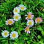 Super Seeds Mexican Daisy Erigeron Karvinskianus 50 Pcs Great For Rock