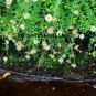 Super Seeds Mexican Daisy Erigeron Karvinskianus 50 Pcs Great For Rock
