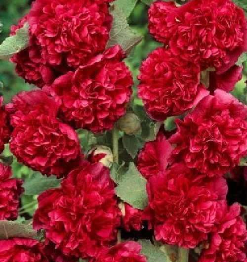 Super Seeds Red Double Flower Elk 30 Pcs Samen