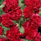 Super Seeds Red Double Flower Elk 30 Pcs Samen