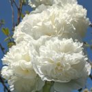 Super Seeds Elcea White Flower Double White 30 Pcs