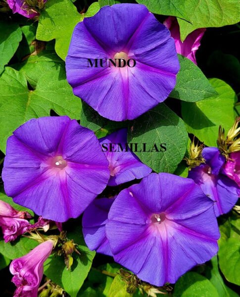 Super Seeds Fast Growing Climber Ipomoea Blue Flower 30 Pcs