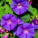 Super Seeds Fast Growing Climber Ipomoea Blue Flower 30 Pcs
