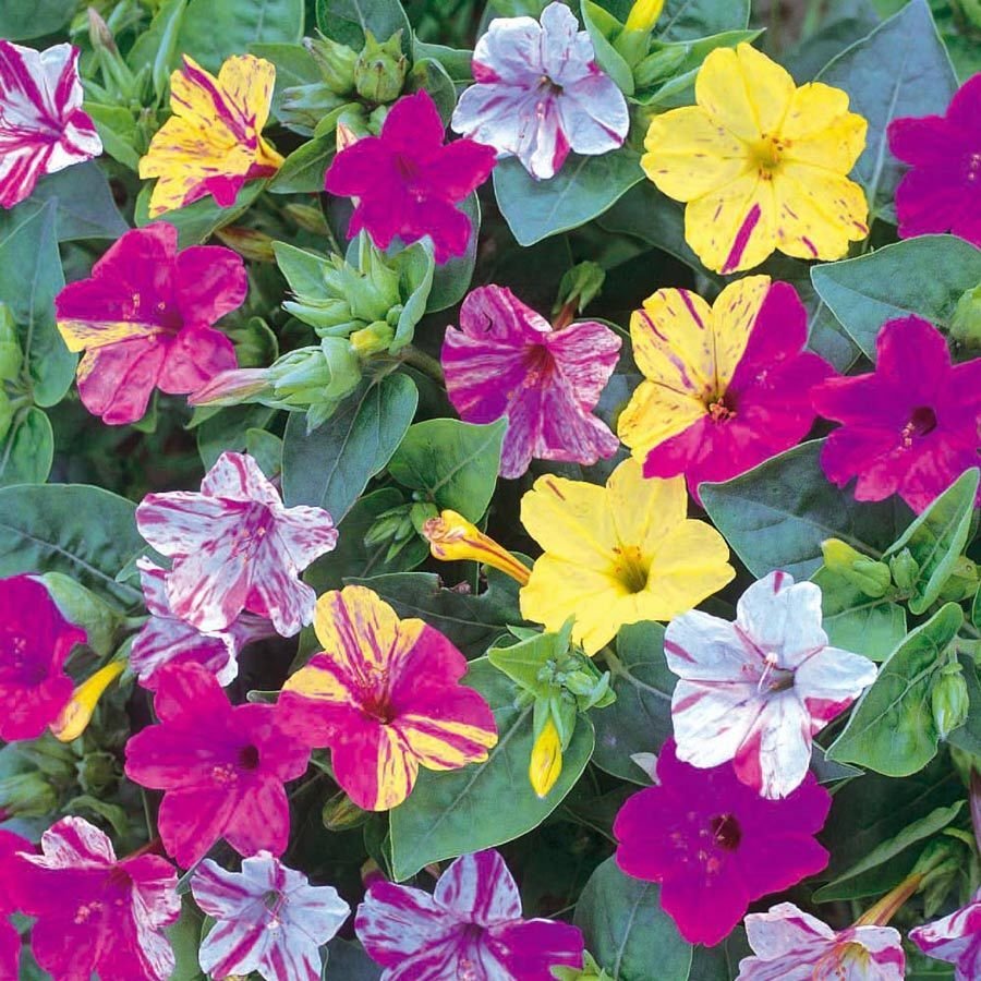 Super Seeds Mirabilis Striped Night Beautiful 30 Pcs Garden