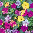 Super Seeds Mirabilis Striped Night Beautiful 30 Pcs Garden