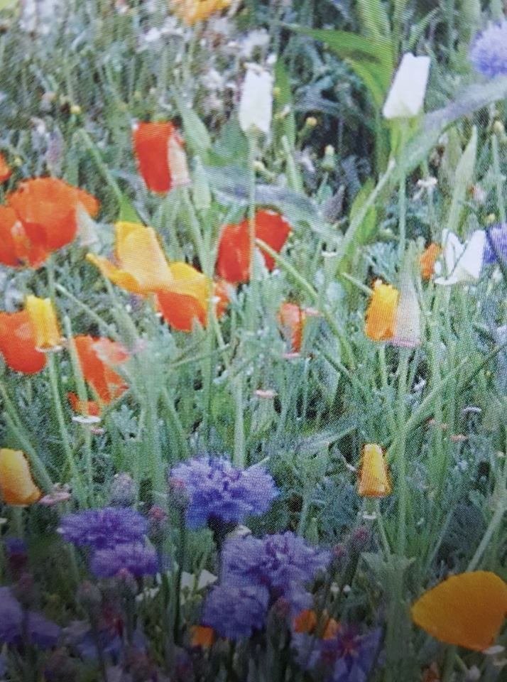 Super Seeds Mixture Assorted Country Flowers 3200 Pcs