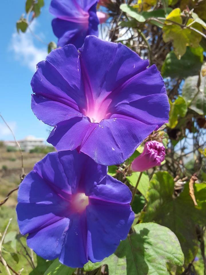 Super Seeds Purple Diego De Dia Ipomea 40 Pcs Climbing