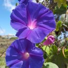 Super Seeds Purple Diego De Dia Ipomea 40 Pcs Climbing