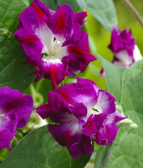 Super Seeds Double Pink Flowers Ipomoea Japona Imperialis 20 Pcs Climbing