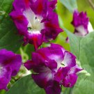 Super Seeds Double Pink Flowers Ipomoea Japona Imperialis 20 Pcs Climbing