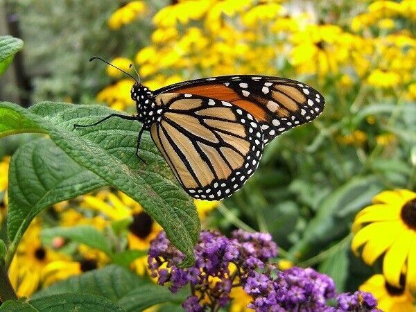 Super Seeds Attract Flowers Blend Butterfly & Bee 500 Pcs
