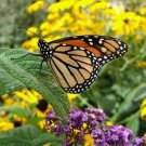 Super Seeds Attract Flowers Blend Butterfly & Bee 500 Pcs