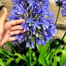 Super Seeds Flower African Lily Agapanthus Agapanto Blue 30 Garden Pcs