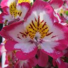 Super Seeds Schizanthus Wisetonensis Colours Assorted 100 Pcs For Butterfly