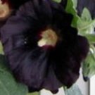 Super Seeds Black Alcea Nigra Alcea Black Hollyhock 40 Pcs