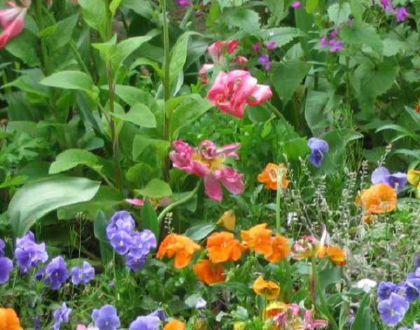 Super Seeds Flower Blend 1000 Pcs Mosquito & Tick Repellent
