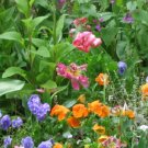 Super Seeds Flower Blend 1000 Pcs Mosquito & Tick Repellent