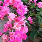 Super Seeds Antigonon Leptotus Creeper Spectacular Flower Coral 5 Pcs