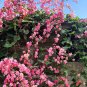 Super Seeds Antigonon Leptotus Creeper Spectacular Flower Coral 5 Pcs