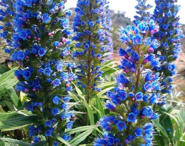 Super Seeds Echium Taginaste Blue Jewelry Tower 25 Pcs