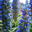 Super Seeds Echium Taginaste Blue Jewelry Tower 25 Pcs