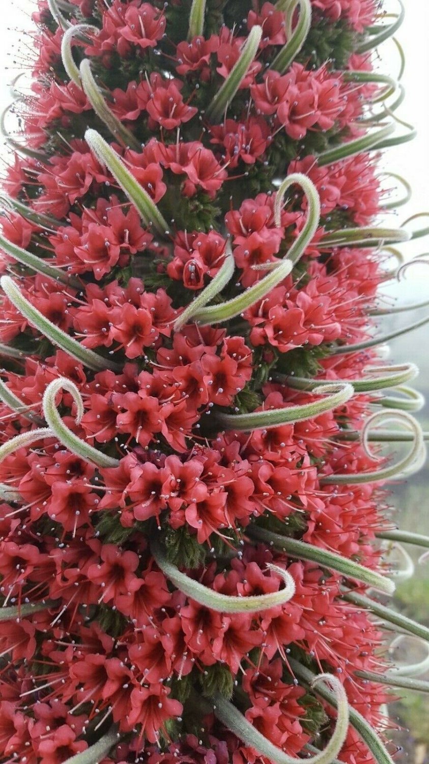 Super Seeds Echium Wildpretii Giant Red Taginaste Jewelry Tower 25 Pcs