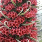 Super Seeds Echium Wildpretii Giant Red Taginaste Jewelry Tower 25 Pcs