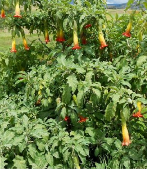 Super Seeds Brugmansia Sanguinea Red Trumpeter 5 Pcs