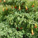 Super Seeds Brugmansia Sanguinea Red Trumpeter 5 Pcs