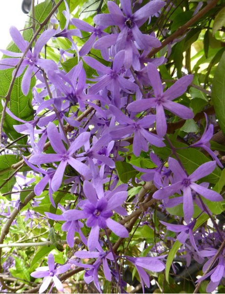 Super Seeds Volubilis Petrea Climber Gorgeous 3 Pcs