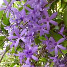 Super Seeds Volubilis Petrea Climber Gorgeous 3 Pcs
