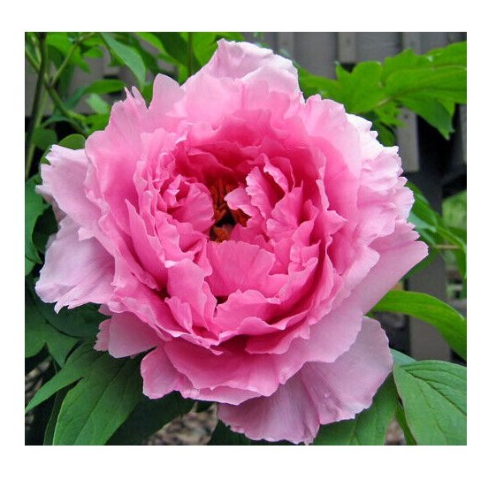 Super Seeds Rosa Paeonia Broteroi Peonia Flor 5 Pcs
