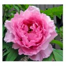Super Seeds Rosa Paeonia Broteroi Peonia Flor 5 Pcs