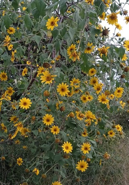 Super Seeds Tithonia Diversifolia Sunflower 20 Mexican Sunflower Tree Pcs