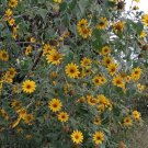Super Seeds Tithonia Diversifolia Sunflower 20 Mexican Sunflower Tree Pcs