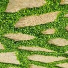 Super Seeds Upholstery Plant 1000 Dichondra Pcs Vine Carpet Mouse Ear