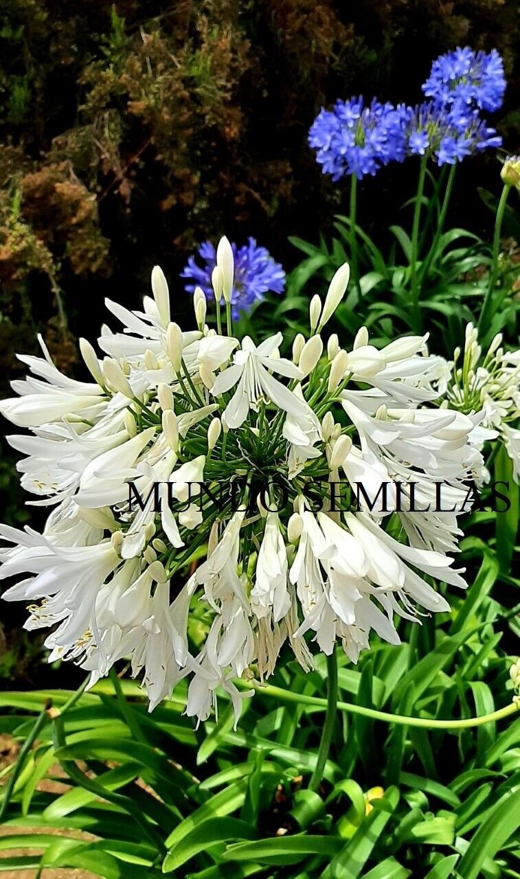 Super Seeds Flower African Lily Agapanthus Agapanthus Giant White 20 Pcs