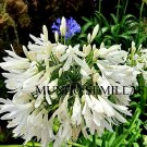 Super Seeds Flower African Lily Agapanthus Agapanthus Giant White 20 Pcs