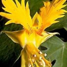 Super Seeds Tropaeolum Peregrinum Flor Con Forma Pajaro Canario 10 Pcs