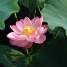 Super Seeds Aquatic Plant Lotus Flower Nelumbo Nucifera 3 Semillas Pcs
