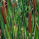 Super Seeds To Decorate Ponds Junco Typha Angustifolia Cola De Cat 50 Pcs